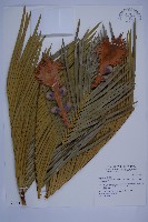 台東蘇鐵藏品圖，第1張