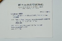 台東蘇鐵藏品圖，第2張