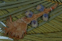 台東蘇鐵藏品圖，第3張