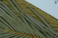 台東蘇鐵藏品圖，第5張