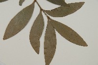 竹柏藏品圖，第3張