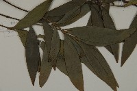 竹柏藏品圖，第4張