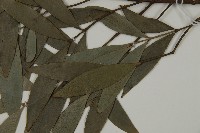 竹柏藏品圖，第5張