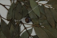 竹柏藏品圖，第3張