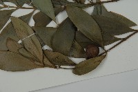 竹柏藏品圖，第4張