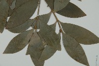 竹柏藏品圖，第5張