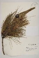 琉球松藏品圖，第1張
