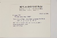 琉球松藏品圖，第2張