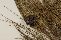 琉球松藏品圖，第3張
