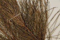 琉球松藏品圖，第5張