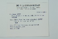 台東蘇鐵藏品圖，第2張