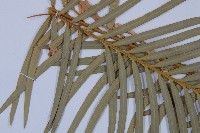 台東蘇鐵藏品圖，第3張