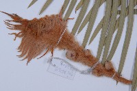 台東蘇鐵藏品圖，第4張