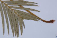 台東蘇鐵藏品圖，第5張