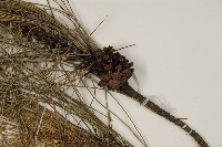 琉球松藏品圖，第3張