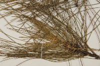 琉球松藏品圖，第4張