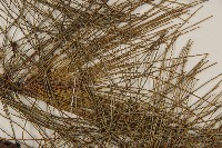 琉球松藏品圖，第5張