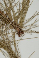 黑松藏品圖，第3張