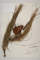 登錄號:G000268藏品圖，第1張