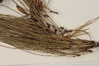 登錄號:G000268藏品圖，第4張