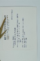 光果蘇鐵藏品圖，第2張