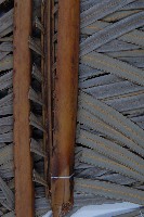 光果蘇鐵藏品圖，第3張