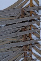 光果蘇鐵藏品圖，第5張