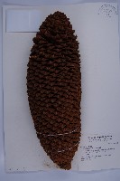 光果蘇鐵藏品圖，第6張