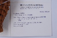 光果蘇鐵藏品圖，第7張