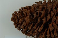 光果蘇鐵藏品圖，第8張