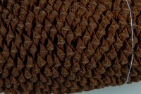 光果蘇鐵藏品圖，第9張