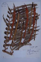 光果蘇鐵藏品圖，第1張