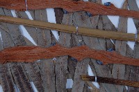 光果蘇鐵藏品圖，第3張