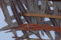 光果蘇鐵藏品圖，第4張