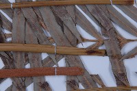 光果蘇鐵藏品圖，第5張