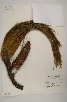 大王松藏品圖，第1張