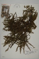 落羽松、美國水松藏品圖，第1張