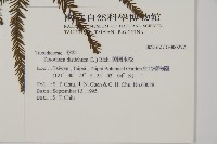 落羽松、美國水松藏品圖，第2張