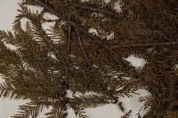 落羽松、美國水松藏品圖，第4張