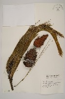 德達松、火炬松藏品圖，第1張