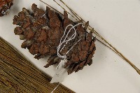 德達松、火炬松藏品圖，第3張