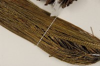 德達松、火炬松藏品圖，第5張
