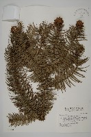 杉木藏品圖，第1張