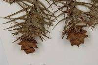 杉木藏品圖，第3張