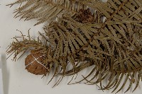 杉木藏品圖，第4張