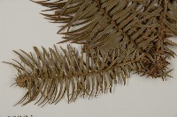 杉木藏品圖，第5張