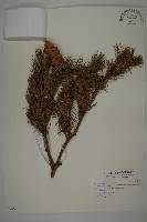 美國花旗松藏品圖，第1張