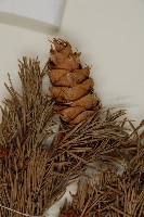 美國花旗松藏品圖，第3張