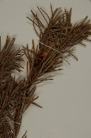 美國花旗松藏品圖，第4張