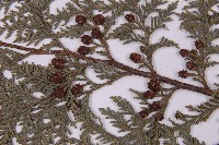 紅檜藏品圖，第3張